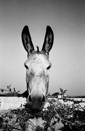 Esel von Jim Plasman