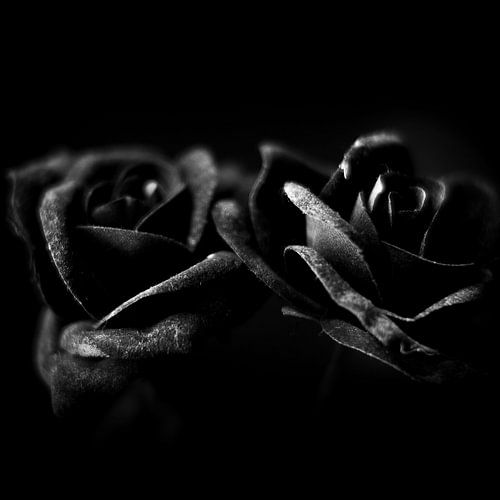 Rozen in zwart wit