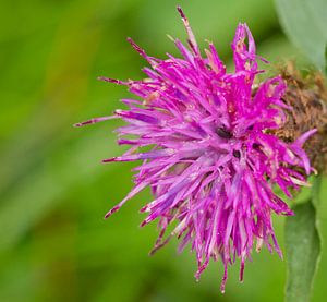 Distel met bewoners