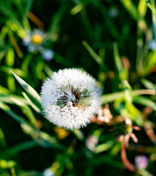 Dandelion by Truckpowerr