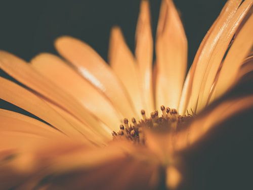 Oranje Bloem in Donkere Omgeving Close-up Macro