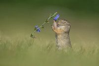 Gopher