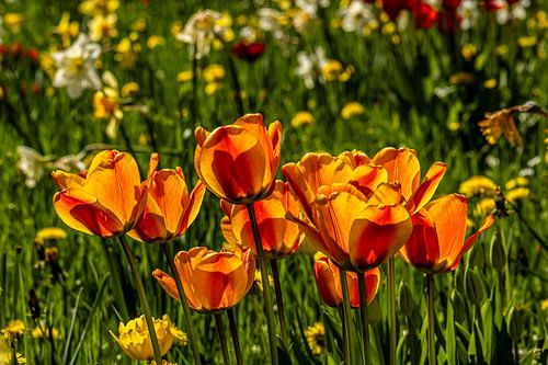 des tulipes orange