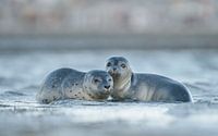 "Junge Seehunde an der Nordseeküste"