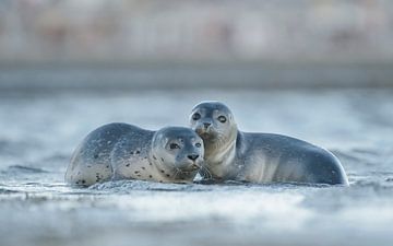 Jonge zeehonden aan de Noordzeekust van Madleen Sophie