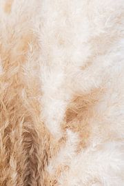 Natuurlijk, abstract, zacht, detail, pluim, foto van Debby Loohuis