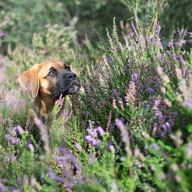 Ein Boxer-Welpe in der Heide von Sonja Foerster-Odenthal