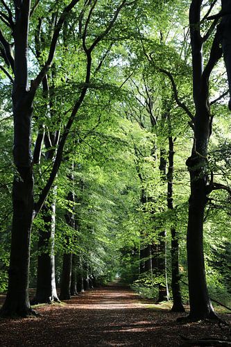 Forest in Beetsterzwaag