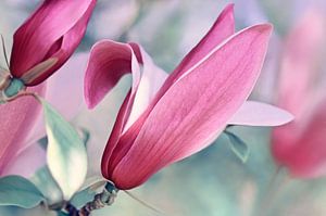 Magnolia Bloesem Macro van Violetta Honkisz