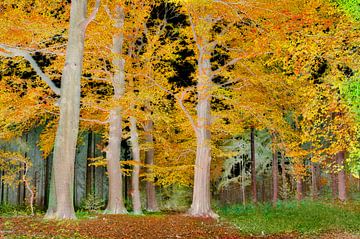 Beuken in herfstkleuren van Corinne Welp