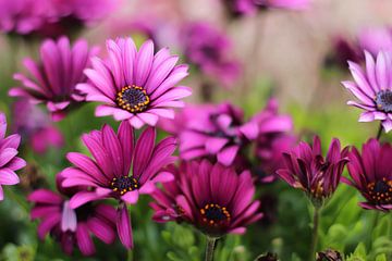 Purple flowers van Selma Hamzic