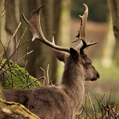 Beautiful fallow deer with super nice antlers