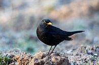 Amsel (Turdus merula) von Dirk Rüter Miniaturansicht