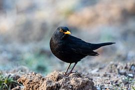 Amsel (Turdus merula)