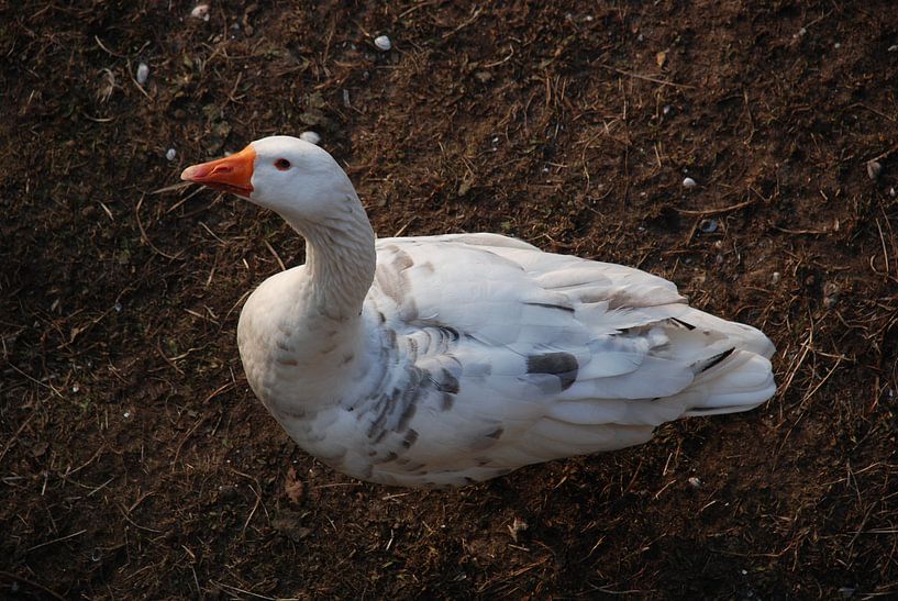 Hallo meneer gans van Simone Leenders