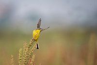 Yellow Wagtail