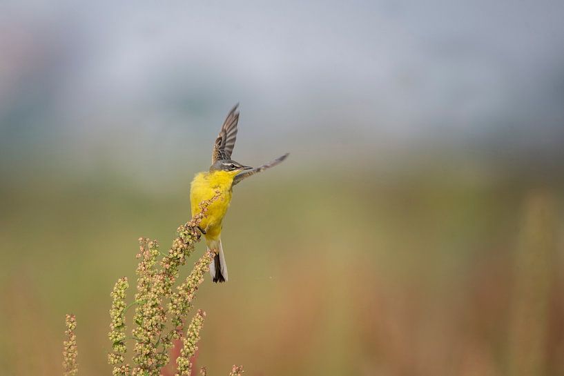 Yellow Wagtail by Hester Goeman