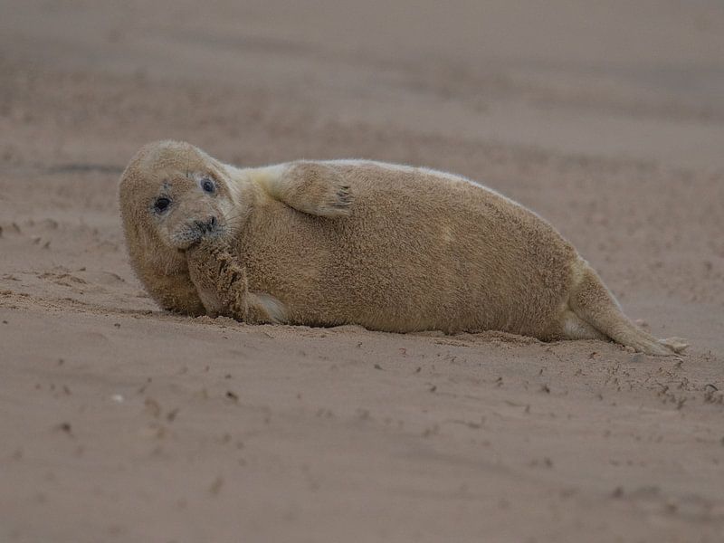 Seal by Karen de Geus