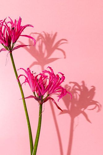 Bloem met gekleurde schaduw