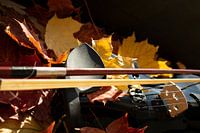 Detail of a violin
