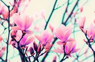 magnolia-pop van Die Farbenfluesterin thumbnail