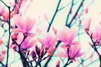 magnolia-pop