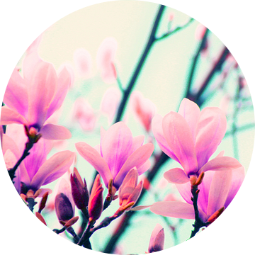 magnolia-pop van Die Farbenfluesterin