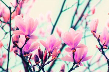 pop magnolia sur Die Farbenfluesterin