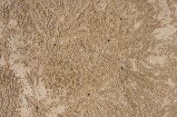 Balls of sand on a beach by Andrew Chang thumbnail