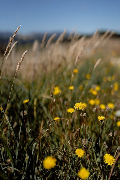 Nature, Australia by Meike Molenaar
