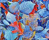 Denim Leaves (Bevroren Bladeren in Blauw) van Caroline Lichthart thumbnail