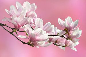 Magnolie