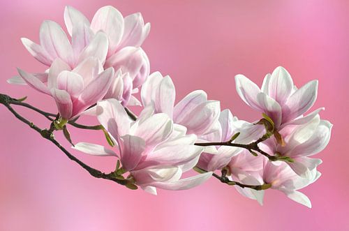 Magnolia