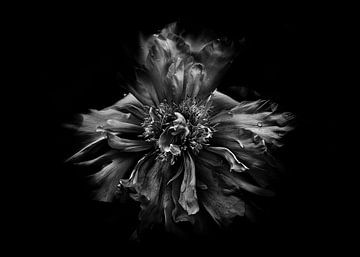 Backyard Flowers In Black And White 49 by The Learning Curve Photography
