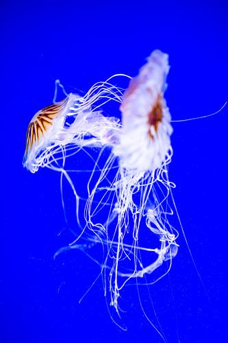 Jellyfish -2