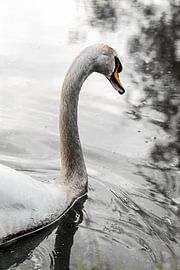Ein Schwan auf dem Wasser, der schwimmt und in Schwarz-Weiß posiert. von Koen Lipman