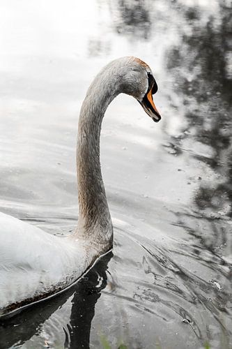 A swan on the water, swimming and posing in black and white. by Koen Lipman