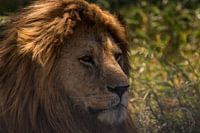 Eyes of a lion