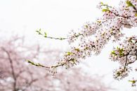 Park der japanischen Blütenbäume Amsterdam von Mascha Boot Miniaturansicht