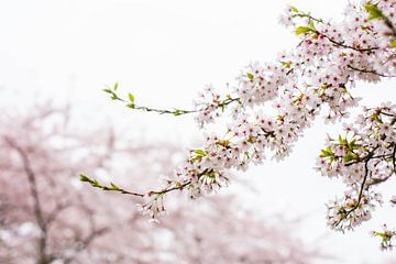 Japanese blossom tree park Amsterdam by Mascha Boot