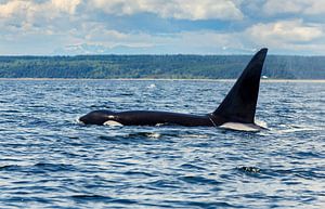 Eine große Rückenflosse eines Orcas