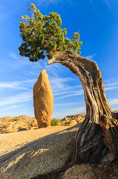 A Juniper tree and a cone-shaped rock in Joshua Tree National Park