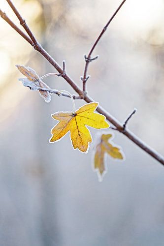 Winter- & -Herbst