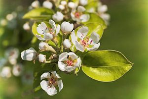 Apfelblüten 