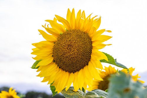 Sunflower in its full glory