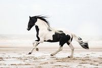 Barock Pinto on the beach