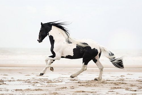 Barock Pinto am Strand