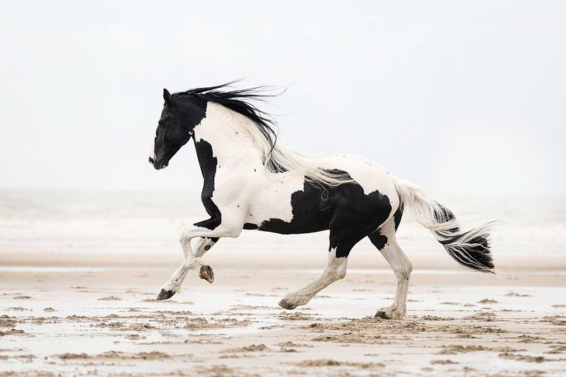 Barock Pinto on the beach by Keeley Wit