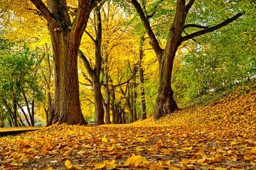 Herfststemming in Regensburg van Roith Fotografie