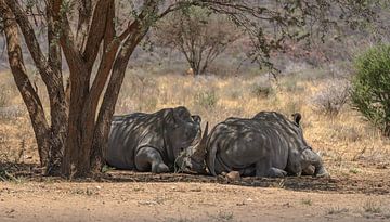 Rhinocéros en Namibie, Afrique sur Patrick Groß